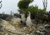 Galapagos Islands – Watch the wildlife of the islands in a 360° video