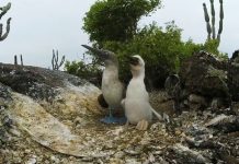 Galapagos Islands – Watch the wildlife of the islands in a 360° video