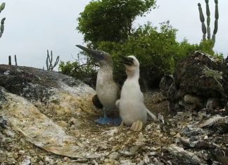 Galapagos Islands – Watch the wildlife of the islands in a 360° video