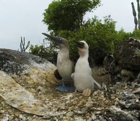 Galapagos Islands – Watch the wildlife of the islands in a 360° video