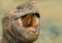 The Galapagos Islands Take a Break From Tourism