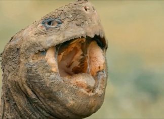 The Galapagos Islands Take a Break From Tourism
