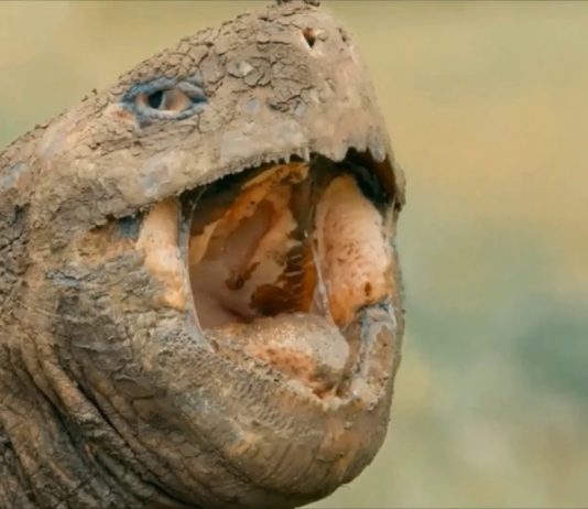 The Galapagos Islands Take a Break From Tourism