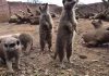 Chester Zoo |Baby meerkats have breakfast!