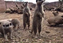 Chester Zoo |Baby meerkats have breakfast!