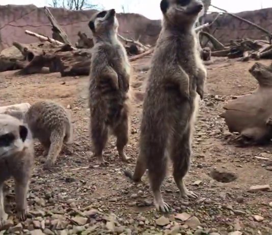 Chester Zoo |Baby meerkats have breakfast!