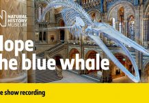 Hope the blue whale | Live talk with NHM scientist