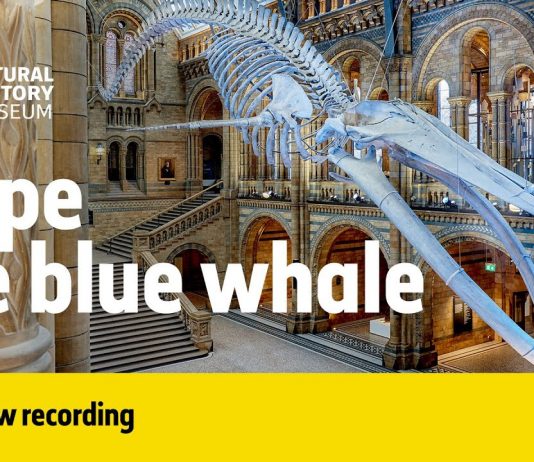 Hope the blue whale | Live talk with NHM scientist