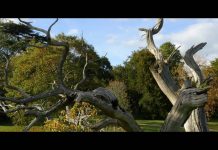 Blarney Castle and Gardens