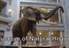 Virtual Tour of Smithsonian’s National Museum of Natural History