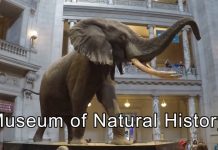 Virtual Tour of Smithsonian’s National Museum of Natural History