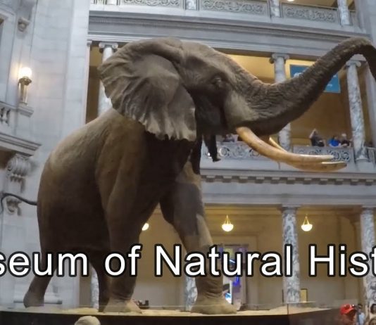 Virtual Tour of Smithsonian’s National Museum of Natural History