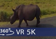 Kruger National Park – South African Safari