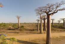 Avenue of the Baobabs, Madagascar