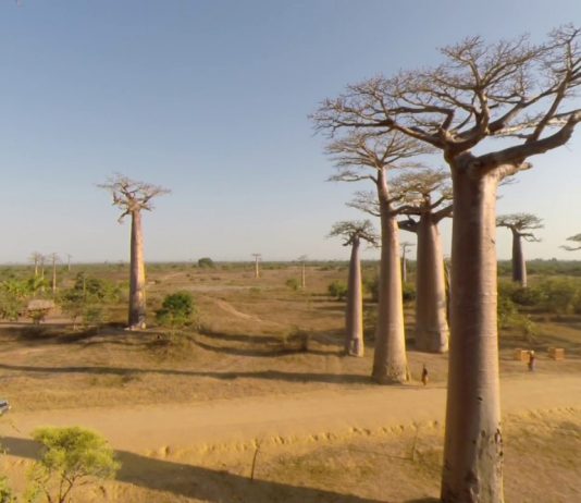 Avenue of the Baobabs, Madagascar