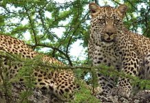 Serengeti National Park, Tanzania