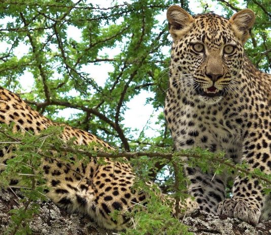 Serengeti National Park, Tanzania