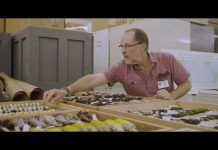 Inspiring Today, Saving Tomorrow | Florida Museum