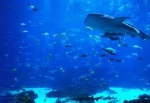 Swim With Sharks At The Georgia Aquarium