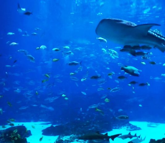 Swim With Sharks At The Georgia Aquarium