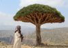 Socotra Archipelago World Heritage marine site