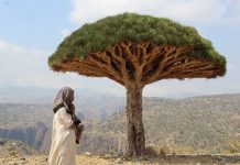 Socotra Archipelago World Heritage marine site