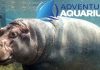Adventure Aquarium Shark Week 2020