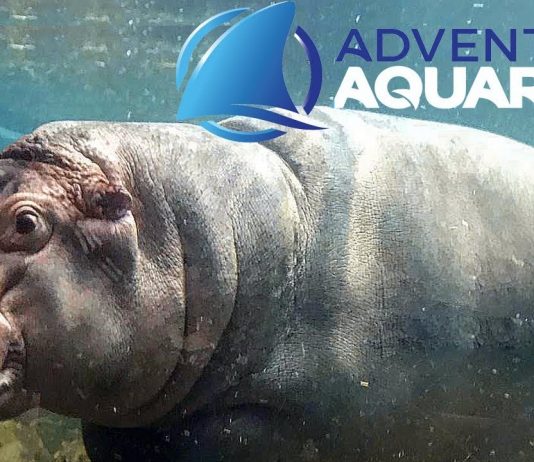Adventure Aquarium Shark Week 2020