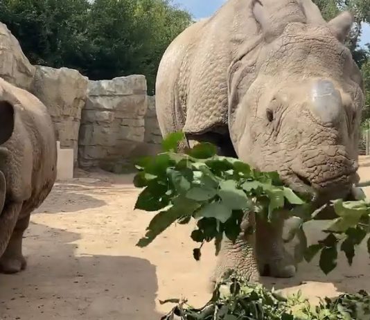 Zoo To You Virtual Safari