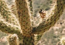 Walking My Way Home – A 360° Virtual Thru-Hike of the Pacific Crest Trail 2018