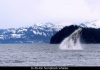 Welcome to Kenai Fjords!
