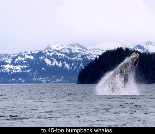 Welcome to Kenai Fjords!