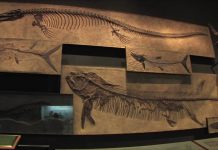 Denver Museum of Nature and Science