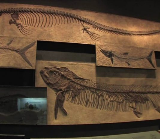 Denver Museum of Nature and Science