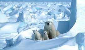 Unsung Heroes of the Arctic